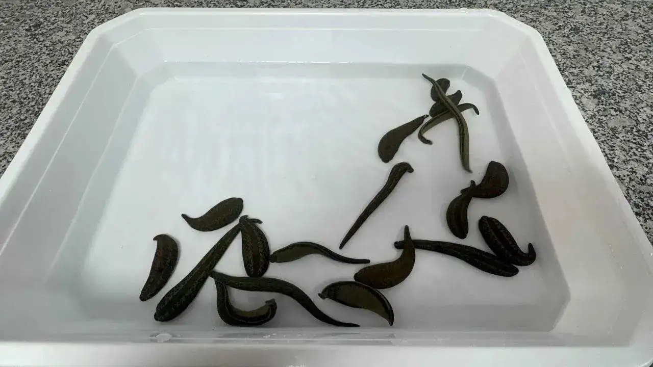 Türkiye’nin Tıbbi Sülük Üssü Eğirdir’de: Dünyaya Örnek Oluyor! 1